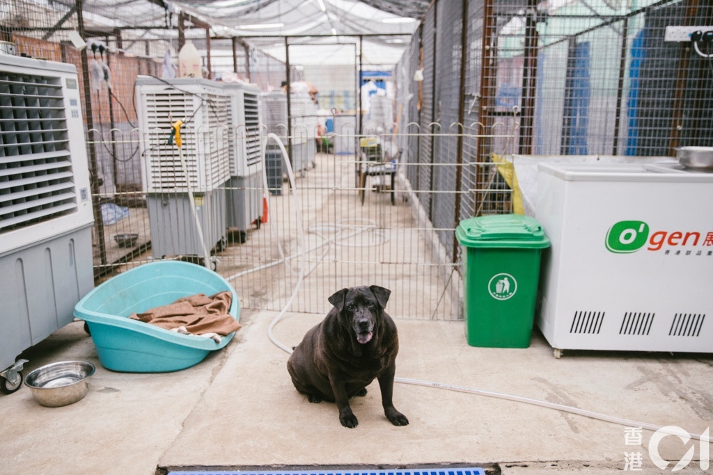 沙律媽於10月覓得新場地,但場內一切設施均需從頭建造。(鄭子峰攝) 沙律媽於10月覓得新場地,但場內一切設施均需從頭建造。(鄭子峰攝)