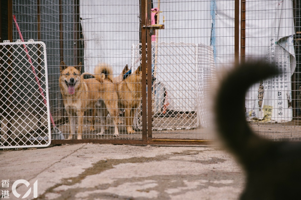 沙律貓狗之家年初接獲政府通知,因簷篷頂不合規格,急需在明年前搬遷。(鄭子峰攝) 沙律貓狗之家年初接獲政府通知,因簷篷頂不合規格,急需在明年前搬遷。(鄭子峰攝)