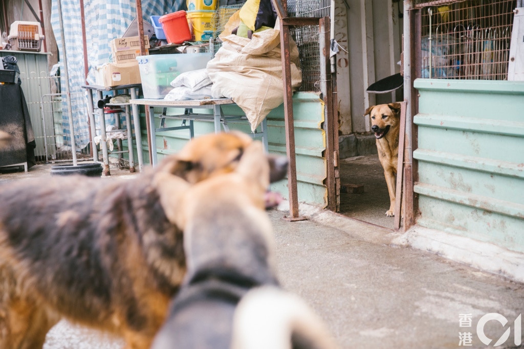她多年來為毛孩犧牲的東西不計其數,背後原因僅僅是純粹的愛。(鄭子峰攝) 她多年來為毛孩犧牲的東西不計其數,背後原因僅僅是純粹的愛。(鄭子峰攝)
