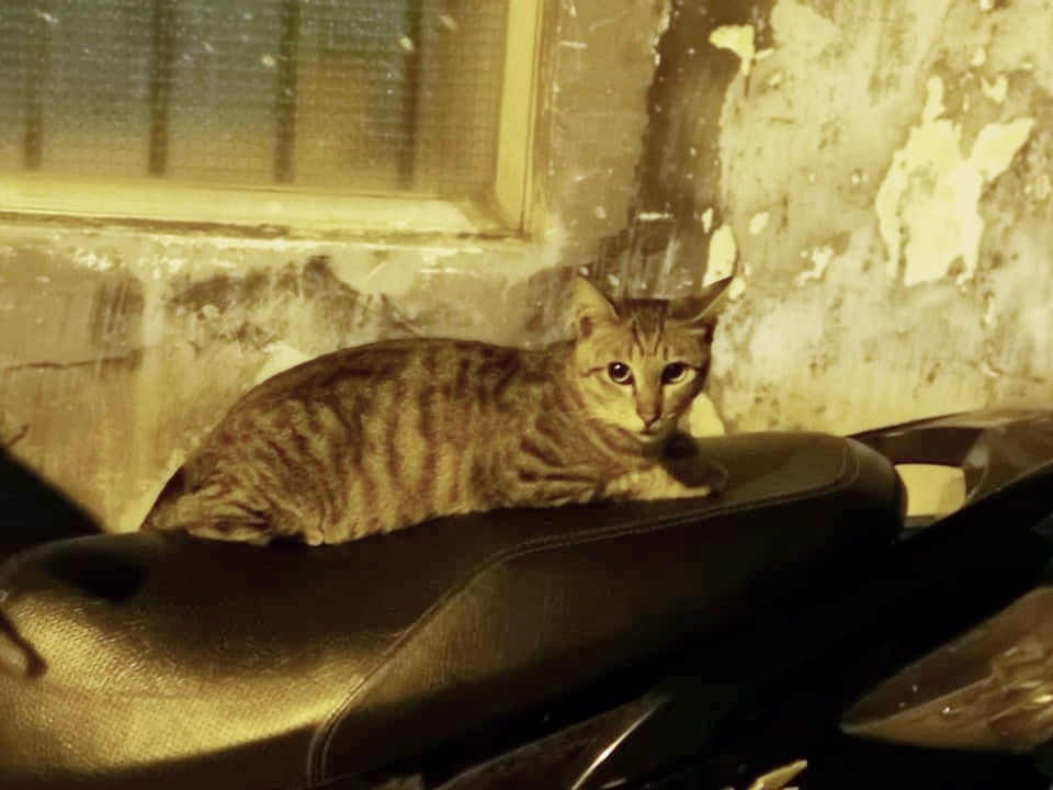 小貓「飄飄」遇上車禍身亡。(受訪者提供) 小貓「飄飄」遇上車禍身亡。(受訪者提供)