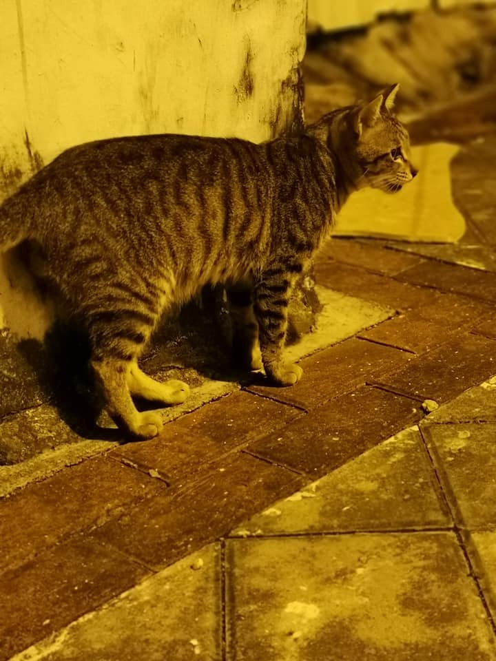 飄飄年約一歲，性格親人。（受訪者提供）