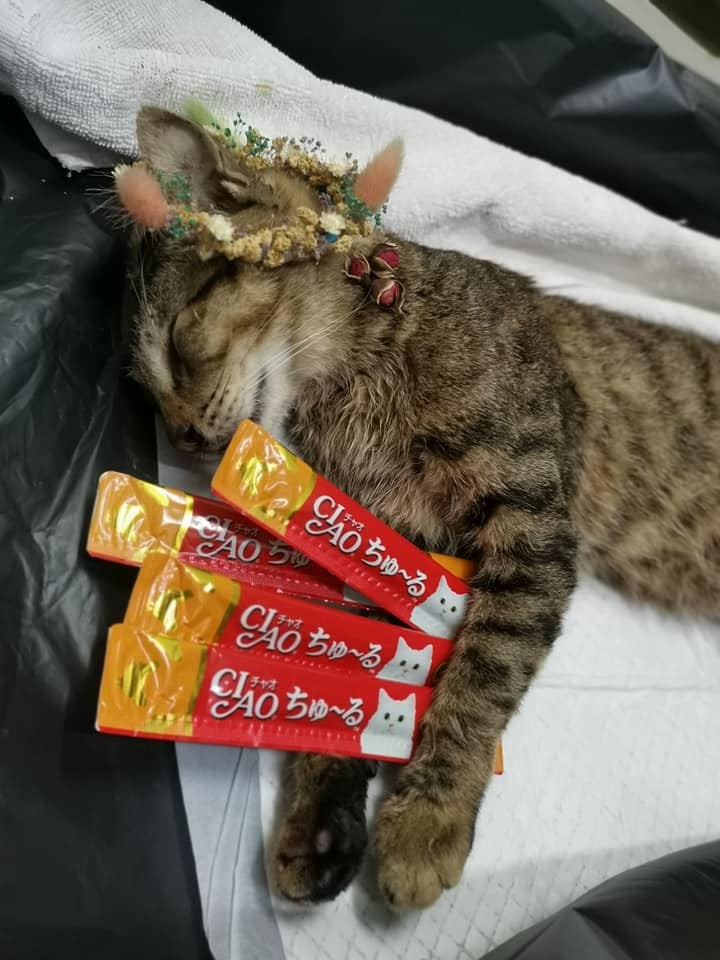 Cat為飄飄善終。(受訪者提供) Cat為飄飄善終。(受訪者提供)