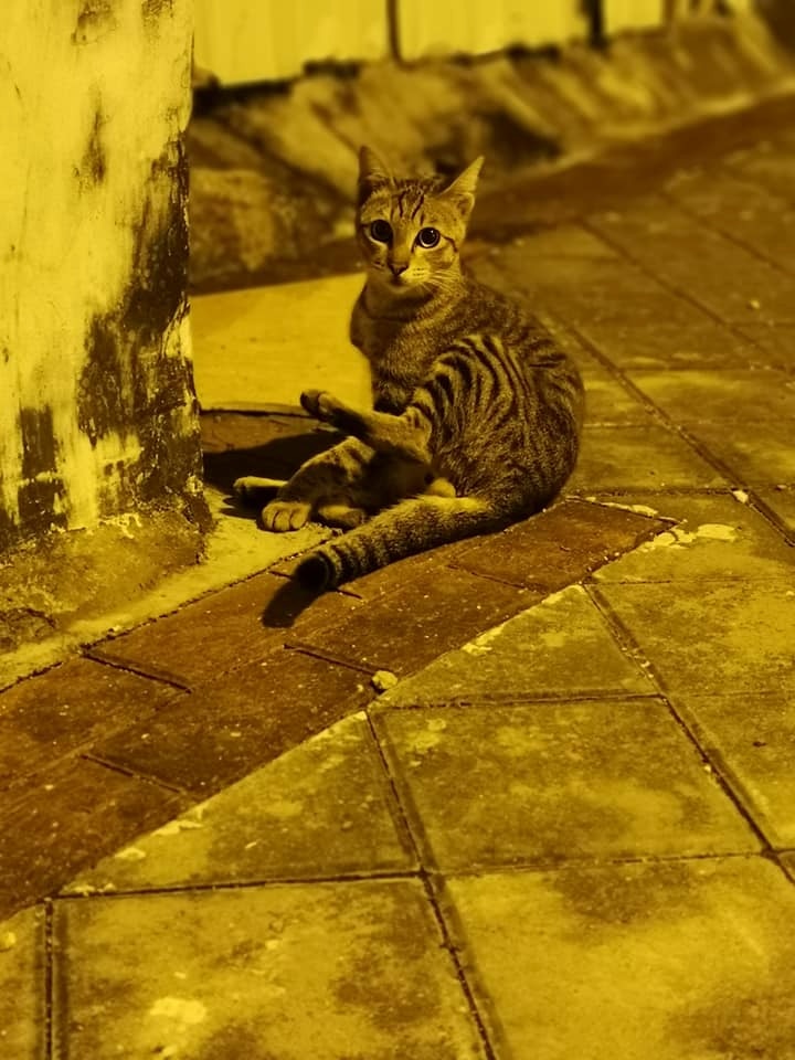 飄飄不幸遇上車禍。(受訪者提供) 飄飄不幸遇上車禍。(受訪者提供)