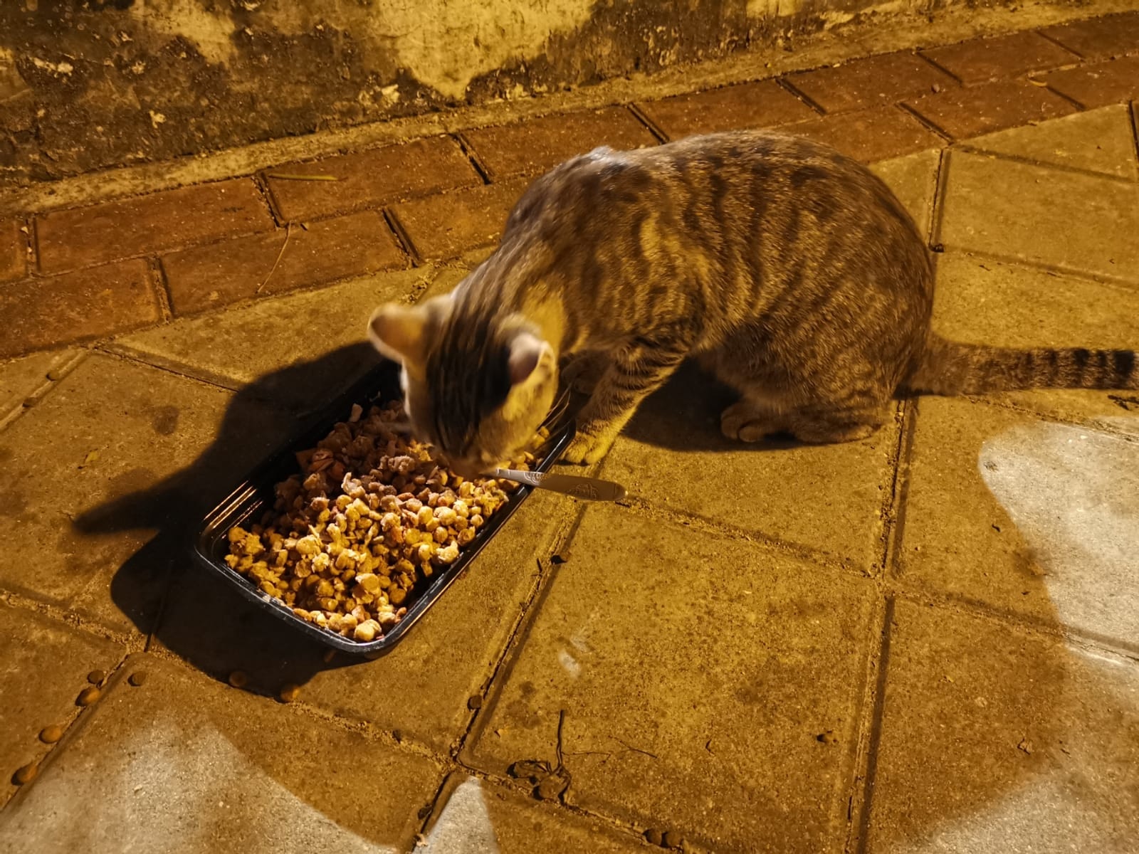 Cat指在近數個月才看見飄飄出現。(受訪者提供) Cat指在近數個月才看見飄飄出現。(受訪者提供)