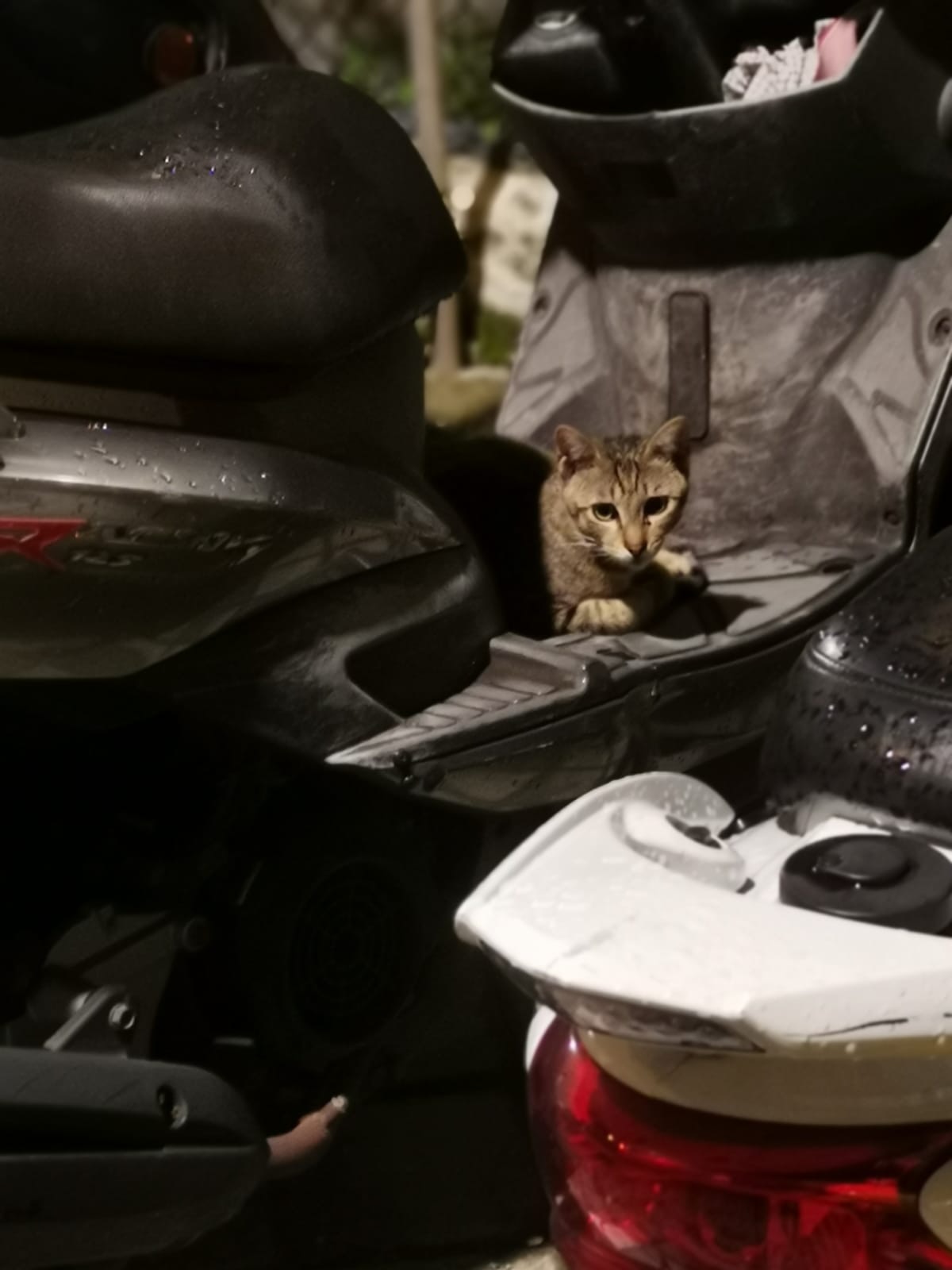 Cat憶述,她初次看見飄飄時,飄飄突然從暗角竄出,彷彿飄出來般,於是Cat便為她取名「飄飄」。(受訪者提供) Cat憶述,她初次看見飄飄時,飄飄突然從暗角竄出,彷彿飄出來般,於是Cat便為她取名「飄飄」。(受訪者提供)