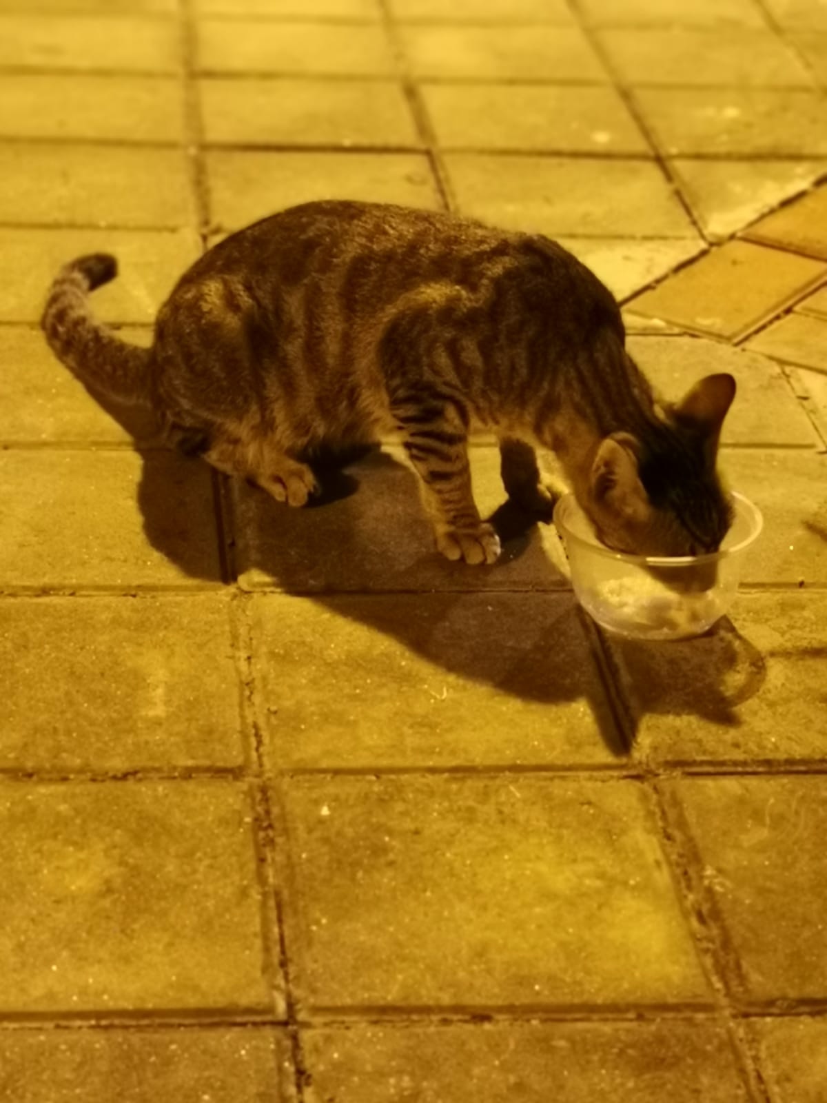 但飄飄已返魂乏術,在他們懷中斷氣。(受訪者提供) 但飄飄已返魂乏術,在他們懷中斷氣。(受訪者提供)