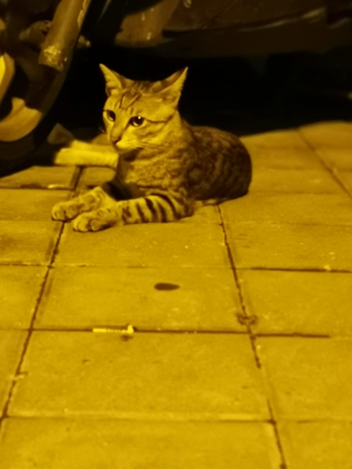 飄飄被撞倒後,Cat及友人箭步上前抱走牠,並送到附近診所。(受訪者提供) 飄飄被撞倒後,Cat及友人箭步上前抱走牠,並送到附近診所。(受訪者提供)