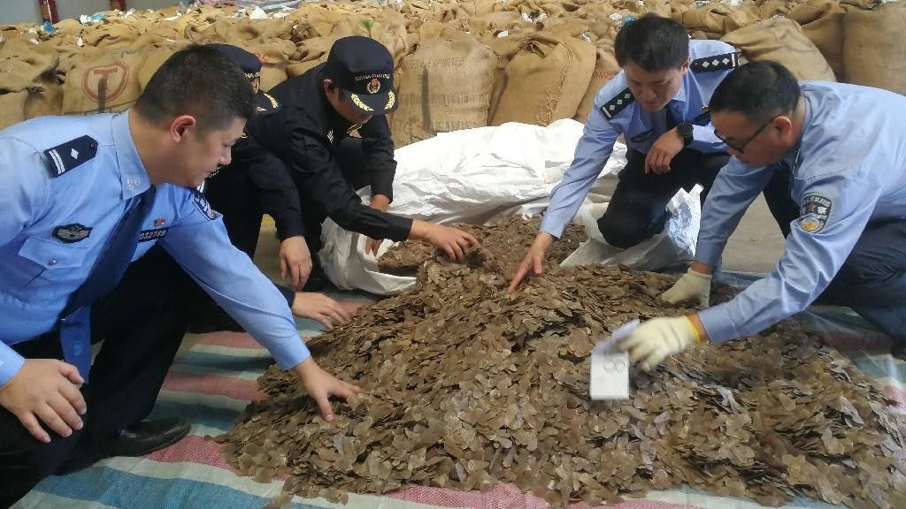 內地破特大走私穿山甲鱗片案:收繳逾23噸 約5萬隻穿山甲遭殺戮 內地破特大走私穿山甲鱗片案:收繳逾23噸 約5萬隻穿山甲遭殺戮
