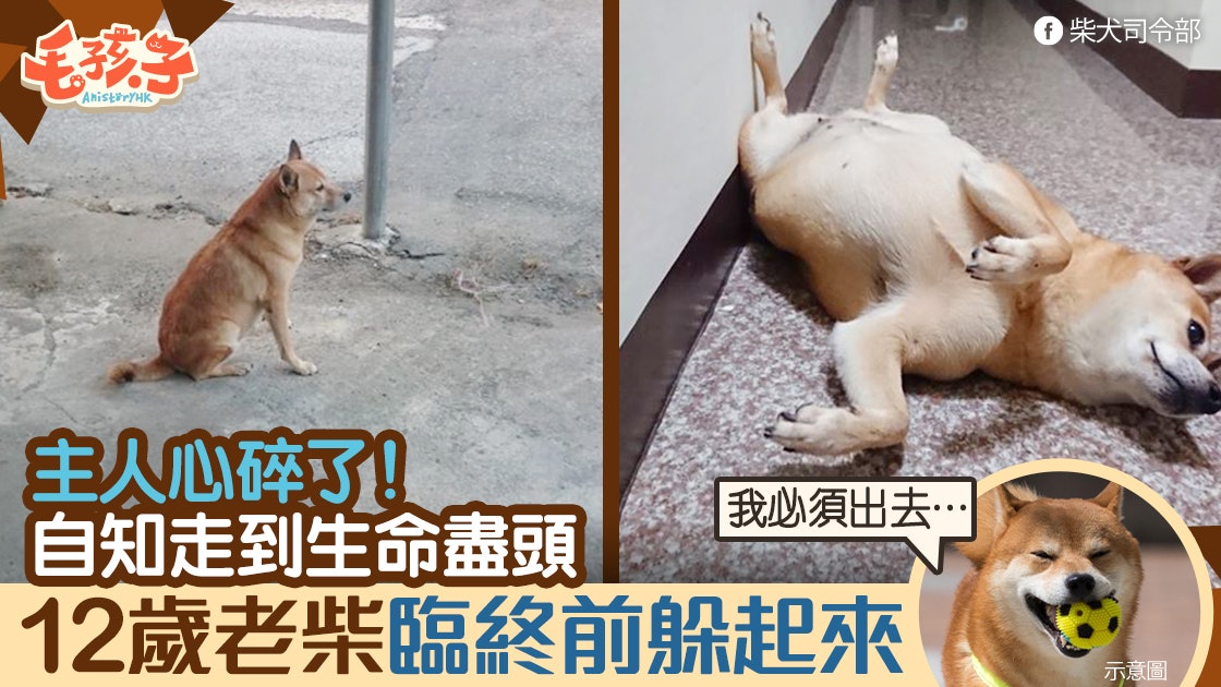 12歲老柴犬臨終前硬撐爬出家門 生命到盡頭不想被主人找到? 12歲老柴犬臨終前硬撐爬出家門 生命到盡頭不想被主人找到?