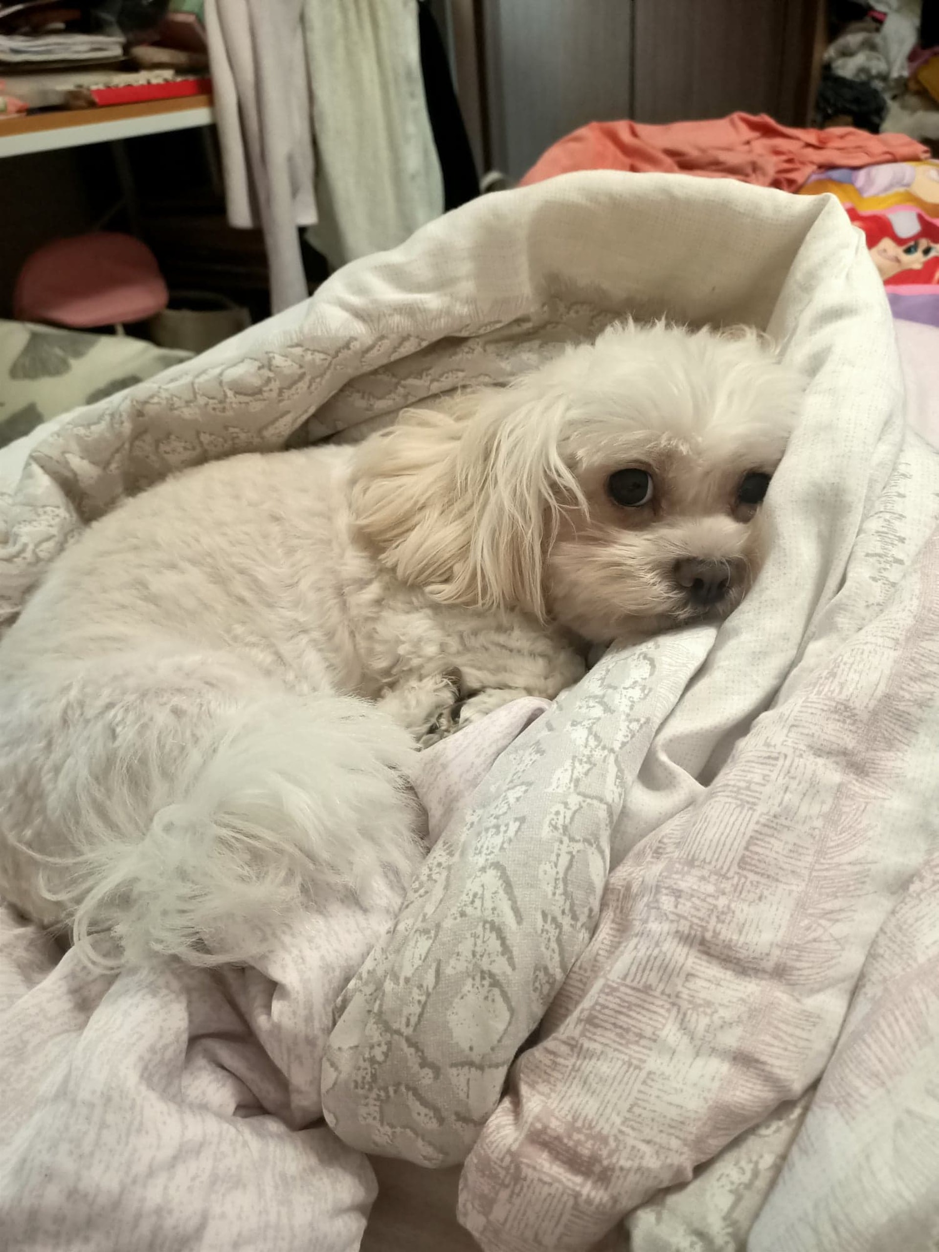 養了6年一直以為是 肥版魔天使 直到這天才發現驚人真相 香港01 寵物