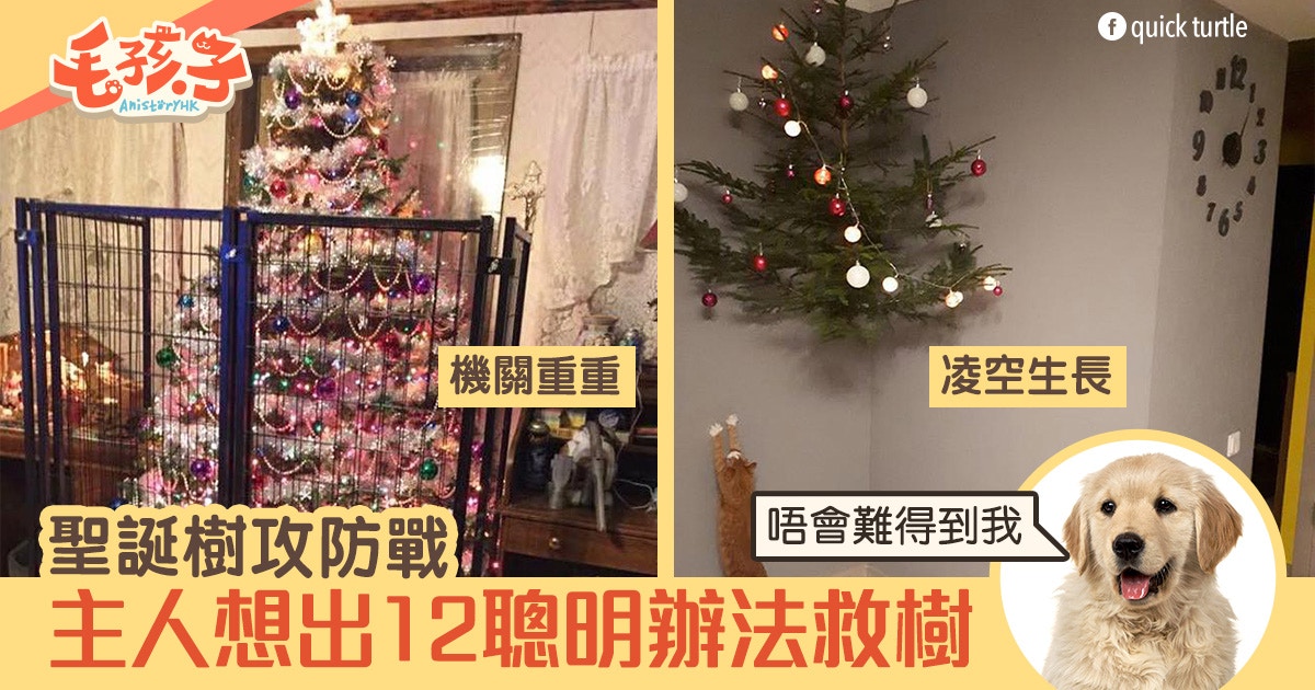 【聖誕樹】註定被貓狗「殺害」？主人絞盡腦汁想出12個救樹方法