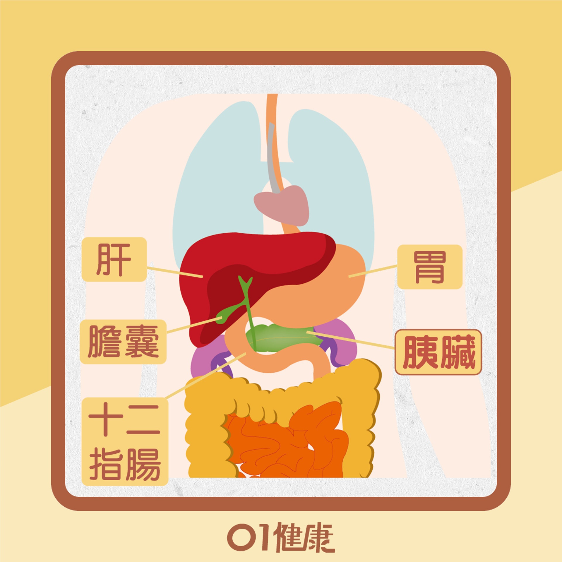 胰臟的位置 (01製圖) 胰臟的位置 (01製圖)