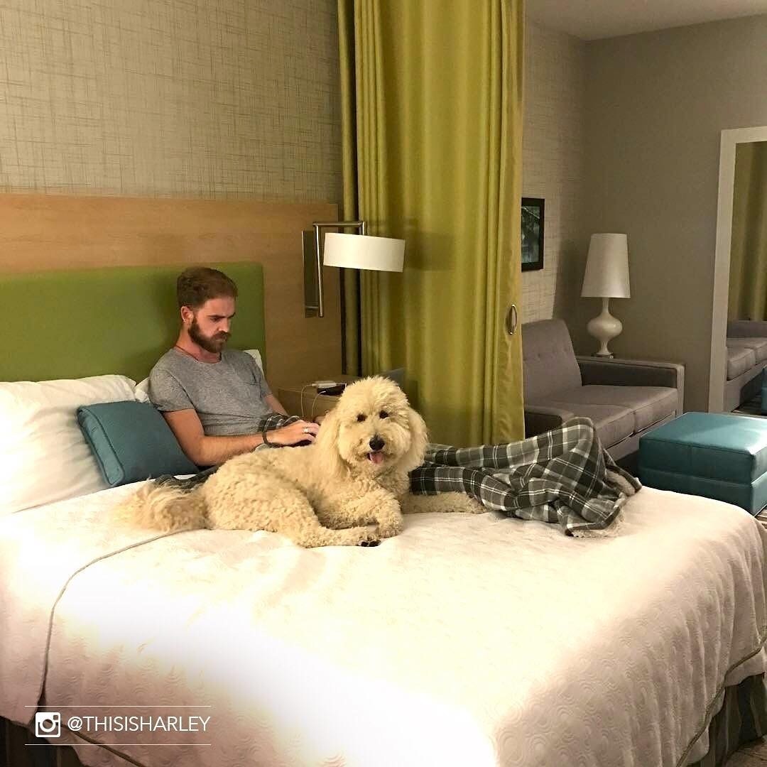 度假時有狗狗陪伴，心情會否特別好呢？（ig@home2suites）