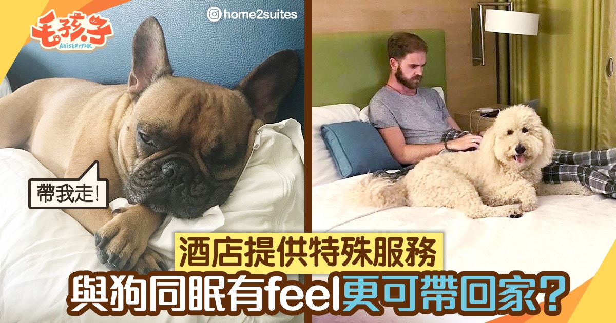 酒店有特殊服務提供　度假期間有狗狗陪瞓　更可帶回家？