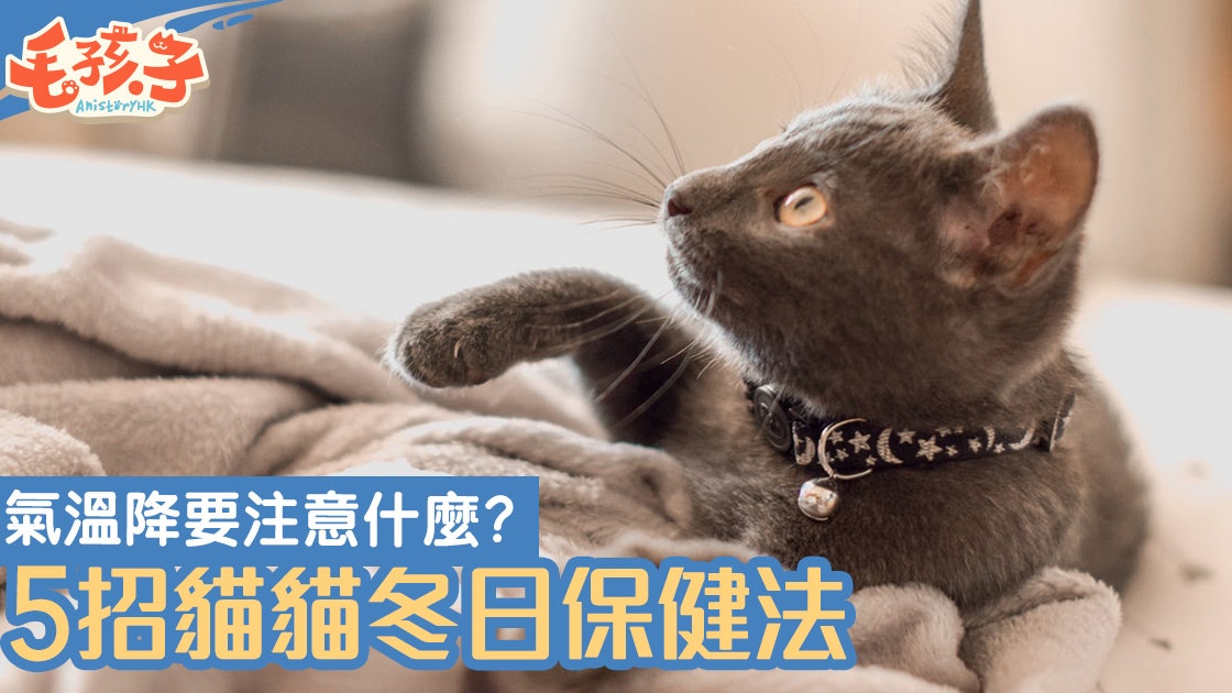 貓咪教室 5招讓主子健康過冬喵星人需要曬太陽 香港01 寵物 貓咪教室 5招讓主子健康過冬喵星人需要曬太陽 香港01 寵物