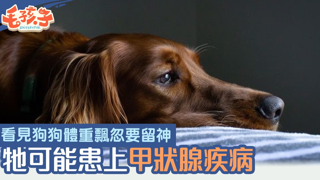 狗健康 體重忽上忽落同甲狀腺有關三種疾病不可輕視 香港01 寵物