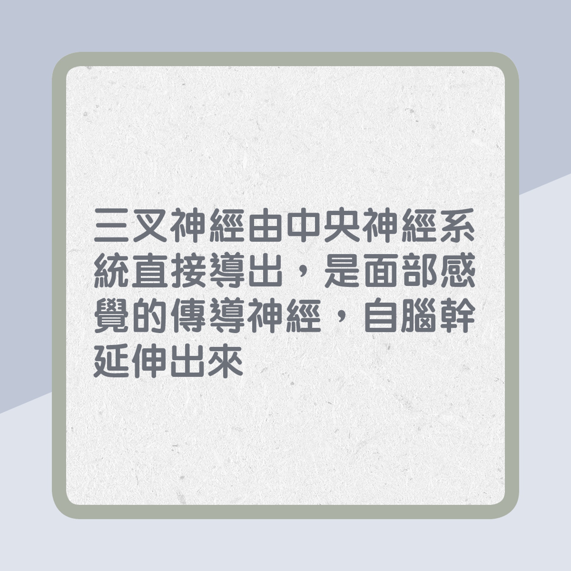 三叉神經由中央神經系統直接導出,是面部感覺的傳導神經,自腦幹延伸出來(01製圖) 三叉神經由中央神經系統直接導出,是面部感覺的傳導神經,自腦幹延伸出來(01製圖)
