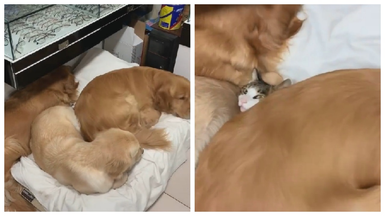 金毛堆中傳出貓咪慘叫!(抖音@lwf0618) 金毛堆中傳出貓咪慘叫!(抖音@lwf0618)