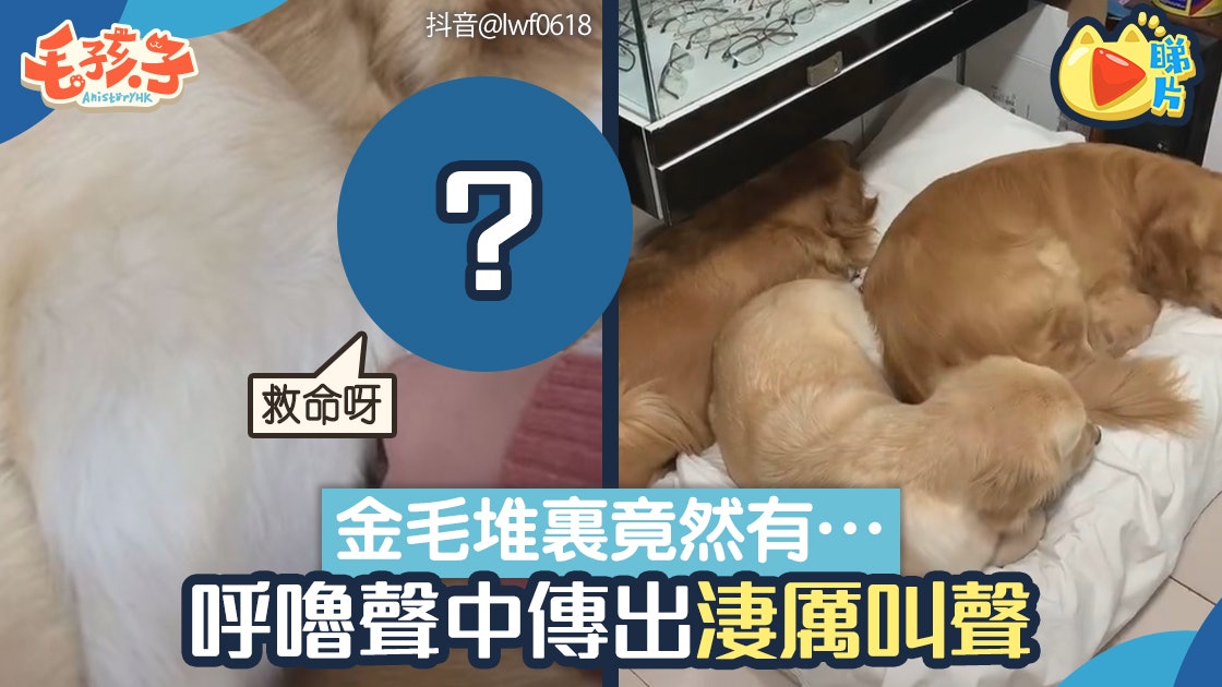 3只金毛熟睡 呼嚕聲中傳淒厲慘叫 狗狗堆中竟然有這東西! 3只金毛熟睡 呼嚕聲中傳淒厲慘叫 狗狗堆中竟然有這東西!