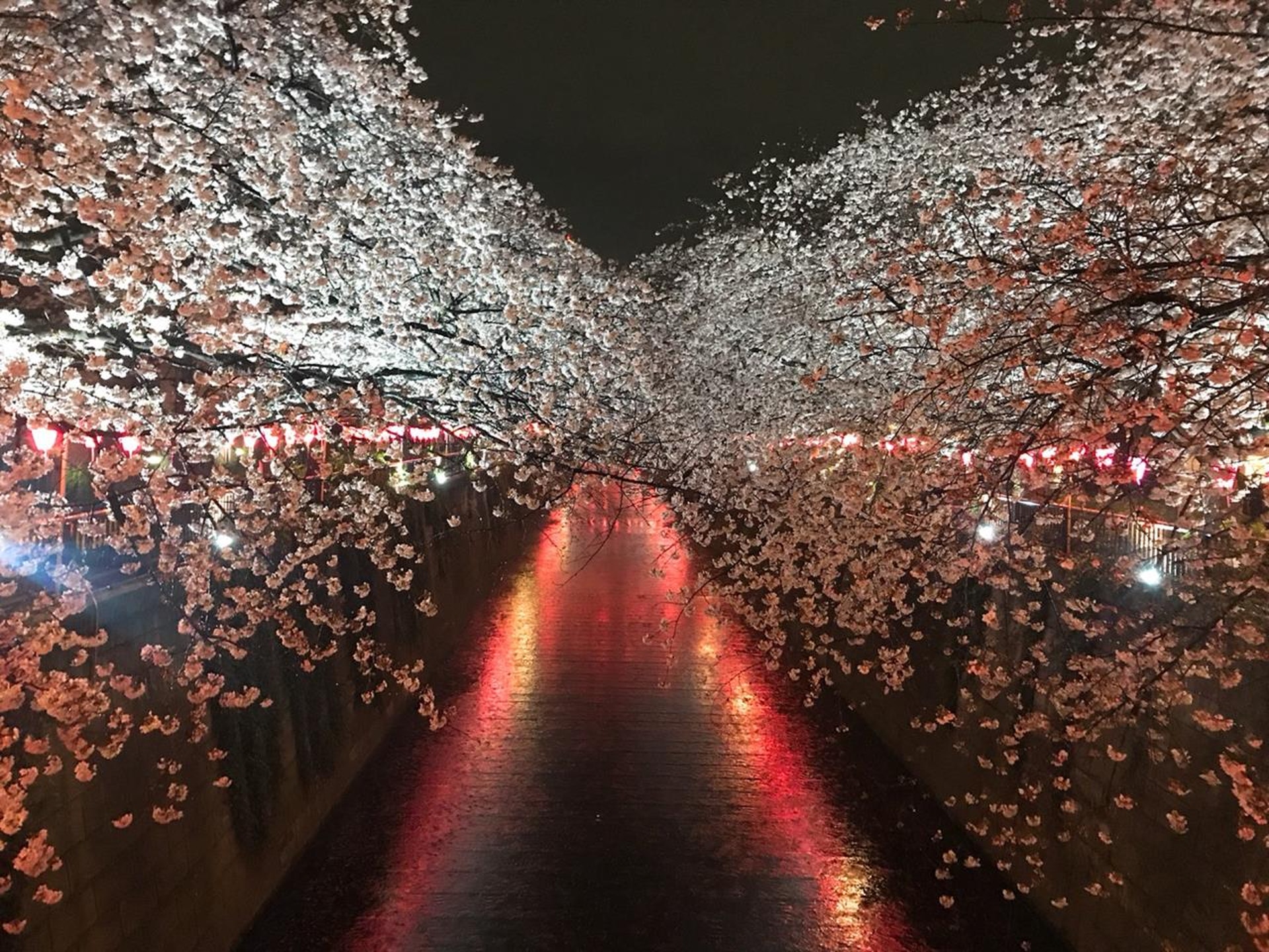 中目黑 目黑川櫻花(窩日本授權使用) 中目黑 目黑川櫻花(窩日本授權使用)