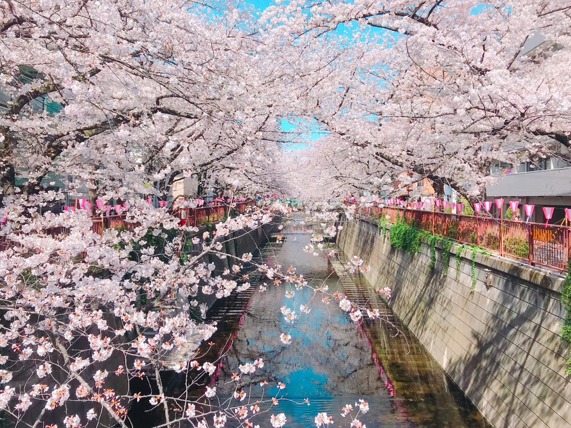 中目黑 目黑川櫻花(窩日本授權使用) 中目黑 目黑川櫻花(窩日本授權使用)