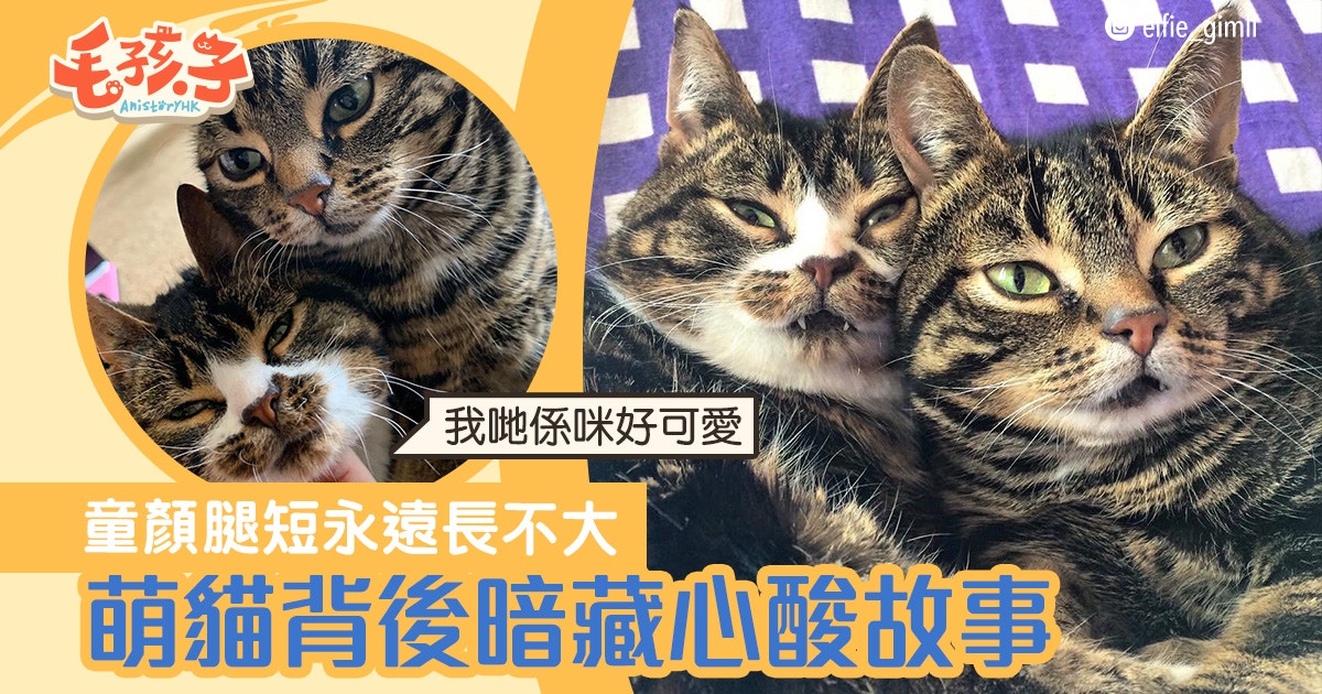 【萌寵充電站】 患罕見病永遠長不大　6歲童顏萌貓吸20萬粉絲