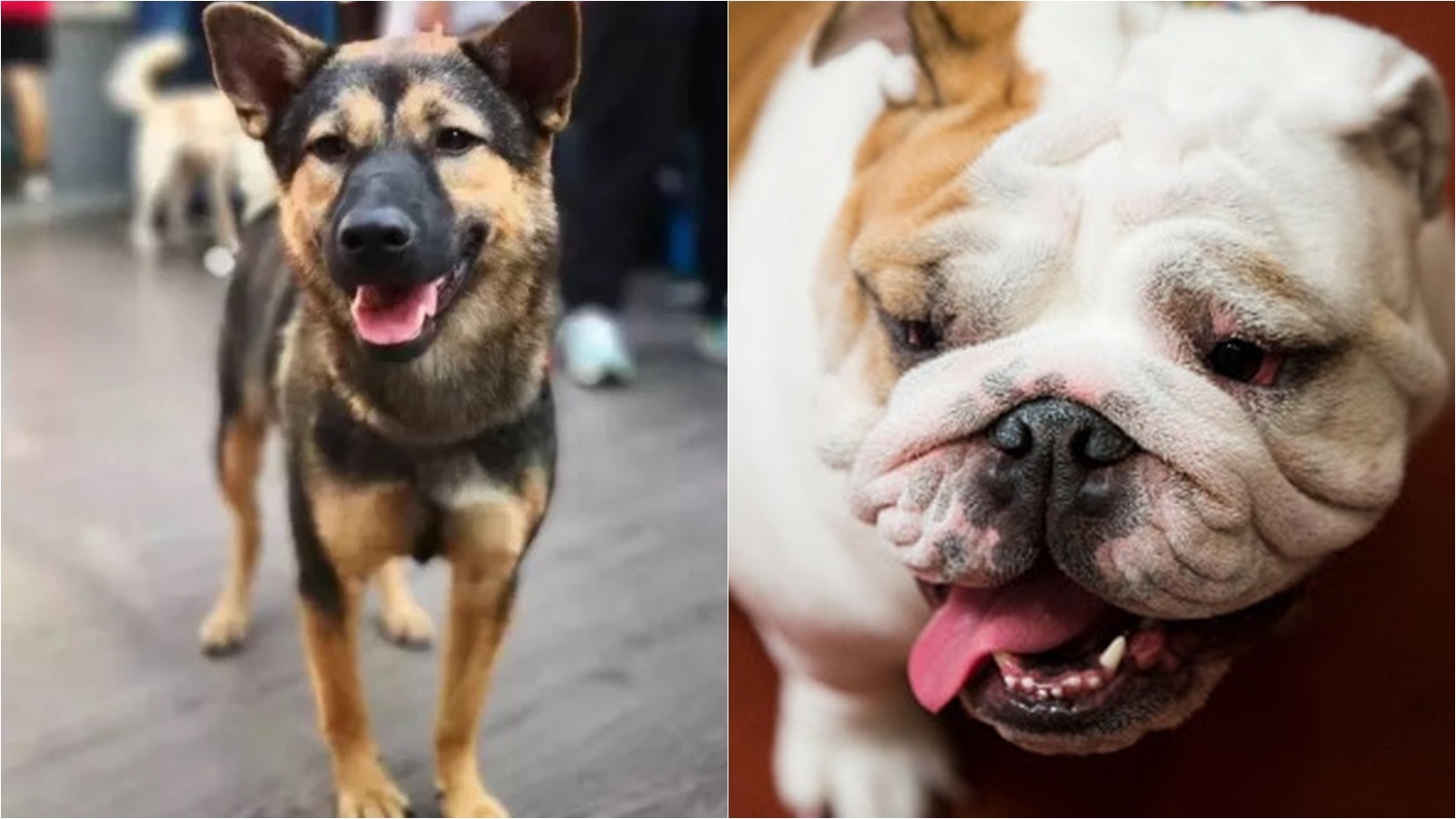 深圳禁養犬名單剔除唐狗及英國老虎狗近10萬隻狗可被登記飼養