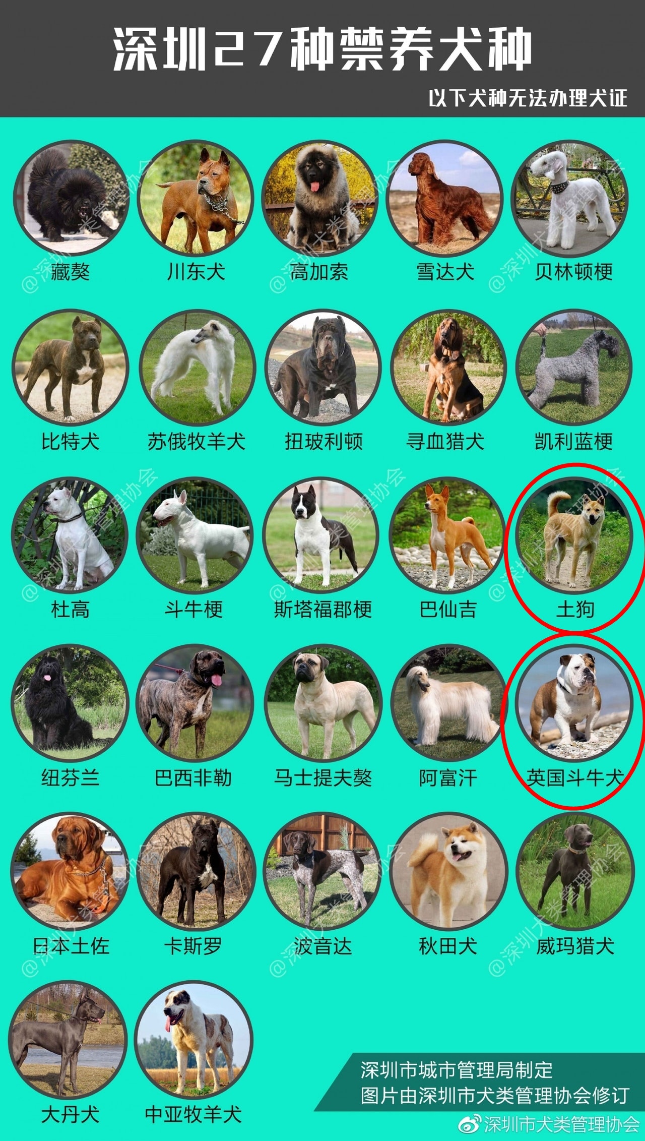 深圳禁養犬名單剔除唐狗及英國老虎狗近10萬隻狗可被登記飼養