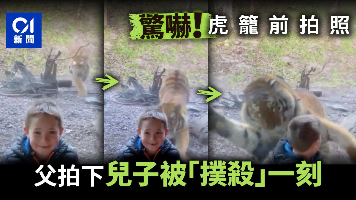 愛爾蘭家庭遊動物園 爸爸拍下兒子被老虎當成獵物「撲殺」瞬間 愛爾蘭家庭遊動物園 爸爸拍下兒子被老虎當成獵物「撲殺」瞬間