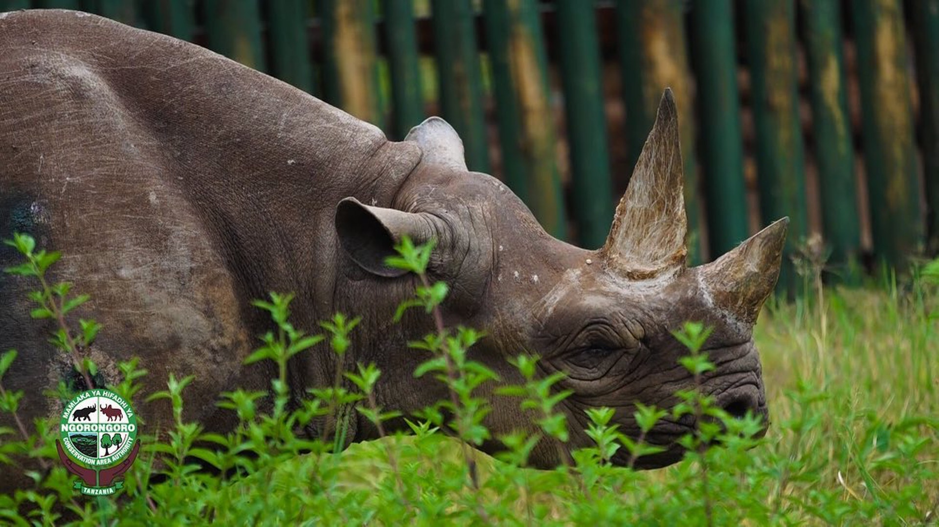 「福絲塔」上周在戈羅恩戈羅保護區離世,終年57歲。(Ngorongoro Conservation Area Authority@fb) 「福絲塔」上周在戈羅恩戈羅保護區離世,終年57歲。(Ngorongoro Conservation Area Authority@fb)