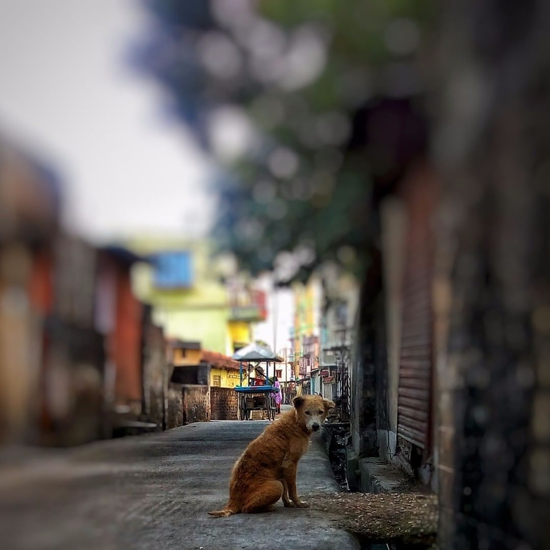 一雙雙哀怨的眼神,牠們在尋覓一個永遠的家。(ig@arunava_99) 一雙雙哀怨的眼神,牠們在尋覓一個永遠的家。(ig@arunava_99)