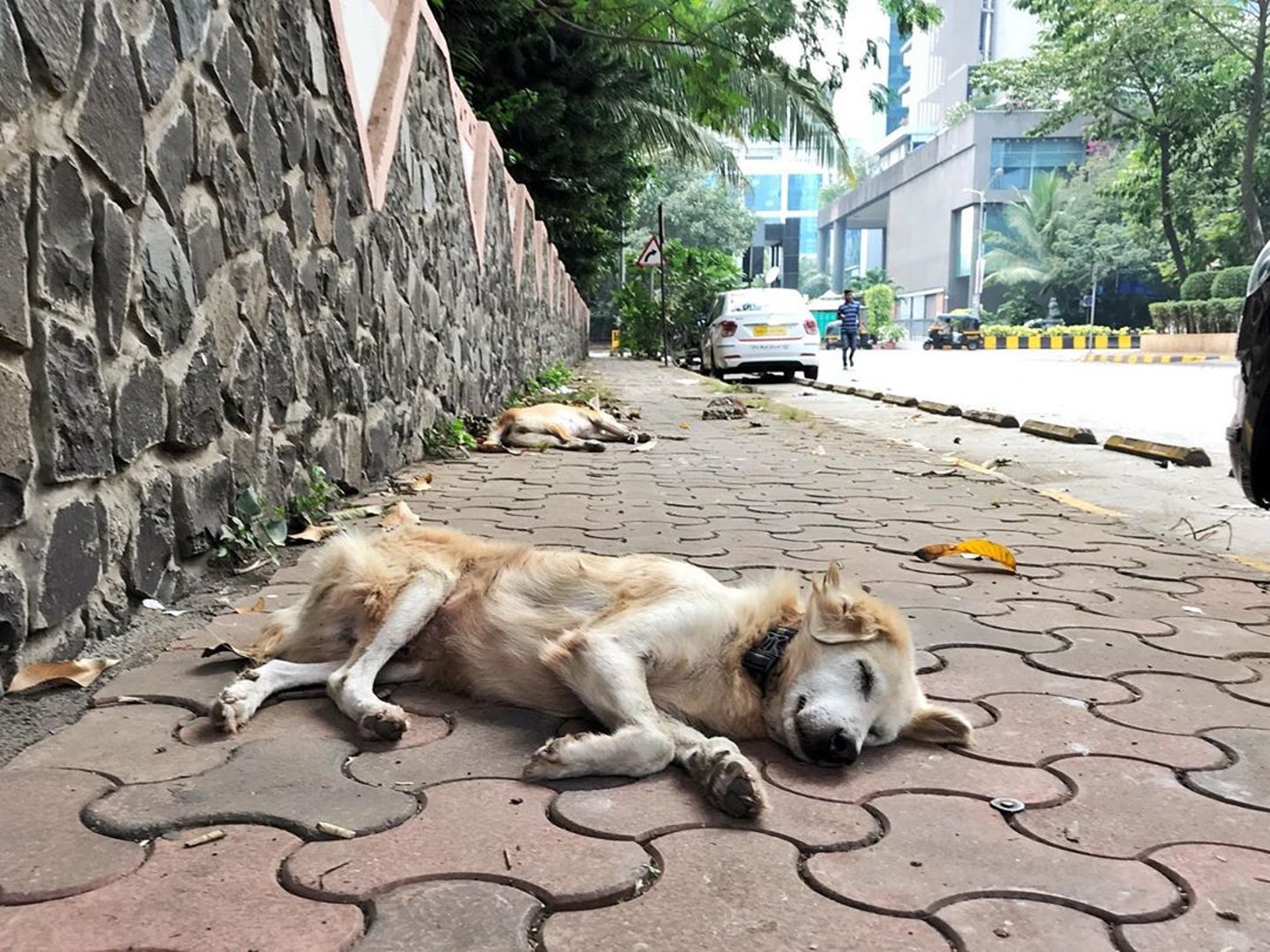 處處是家,但沒有人類給予的溫暖。(ig@dogsofbkc) 處處是家,但沒有人類給予的溫暖。(ig@dogsofbkc)