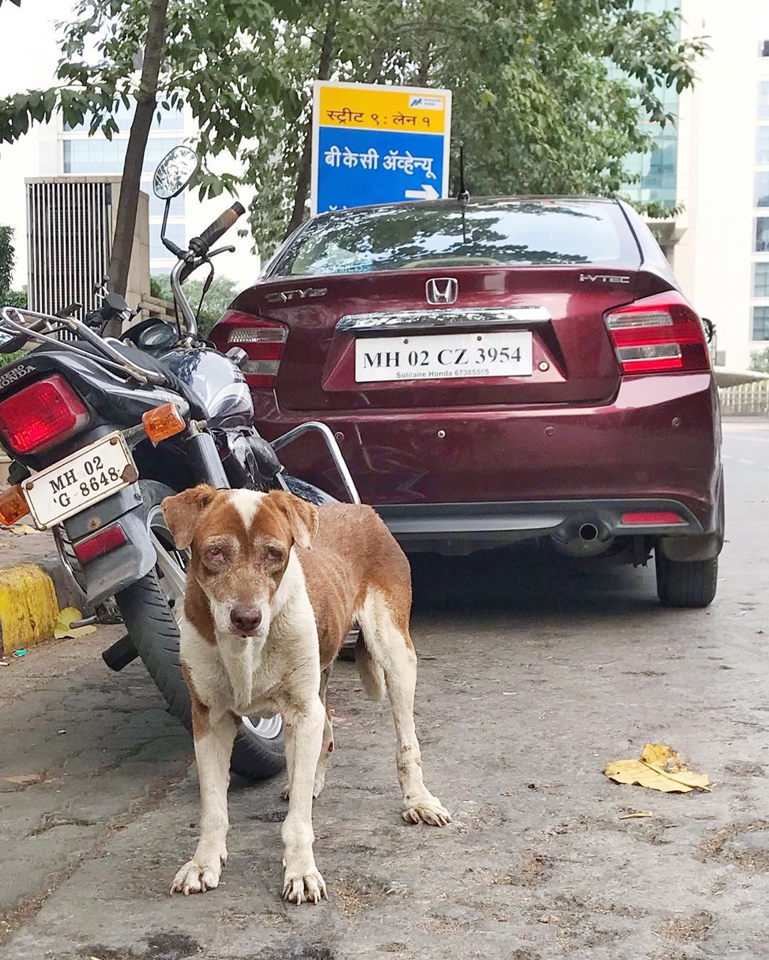 流浪的日子並不好過，希望有能力的人給浪浪一個家。（ig@dogsofbkc）
