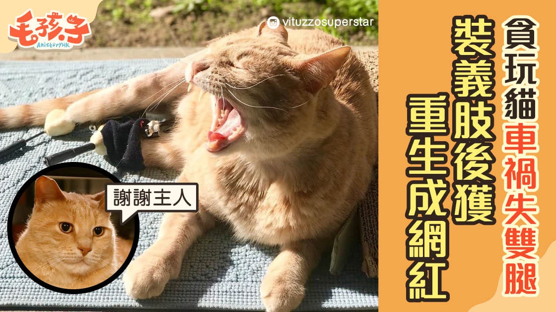 橘貓貪玩遇車禍失雙腿 心碎主人替牠裝仿生義肢 重生後更成網紅 橘貓貪玩遇車禍失雙腿 心碎主人替牠裝仿生義肢 重生後更成網紅
