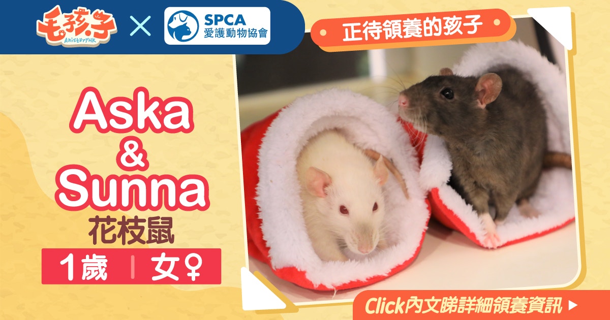 領養消息 愛護動物協會 1月5日 花枝鼠aska Sunna