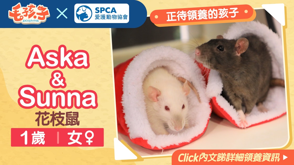 領養消息 愛護動物協會 1月5日 花枝鼠aska Sunna 領養消息 愛護動物協會 1月5日 花枝鼠aska Sunna