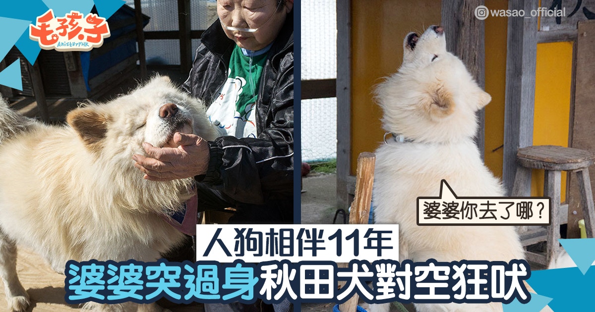 秋田犬 相依為命11年婆婆突去世秋田犬性情大變嚇壞街坊 香港01 寵物