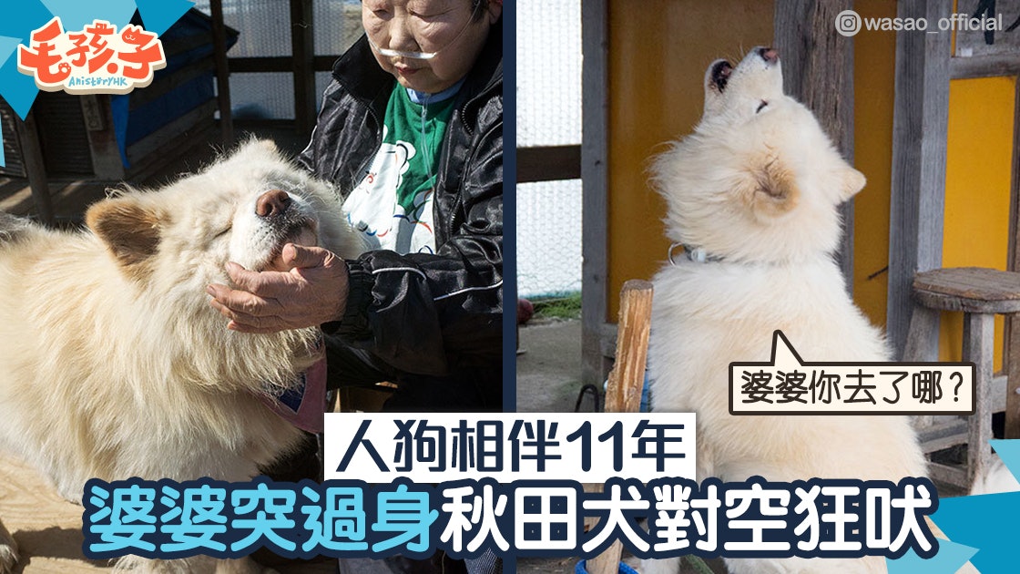 秋田犬 相依為命11年婆婆突去世秋田犬性情大變嚇壞街坊 香港01 寵物 秋田犬 相依為命11年婆婆突去世秋田犬性情大變嚇壞街坊 香港01 寵物