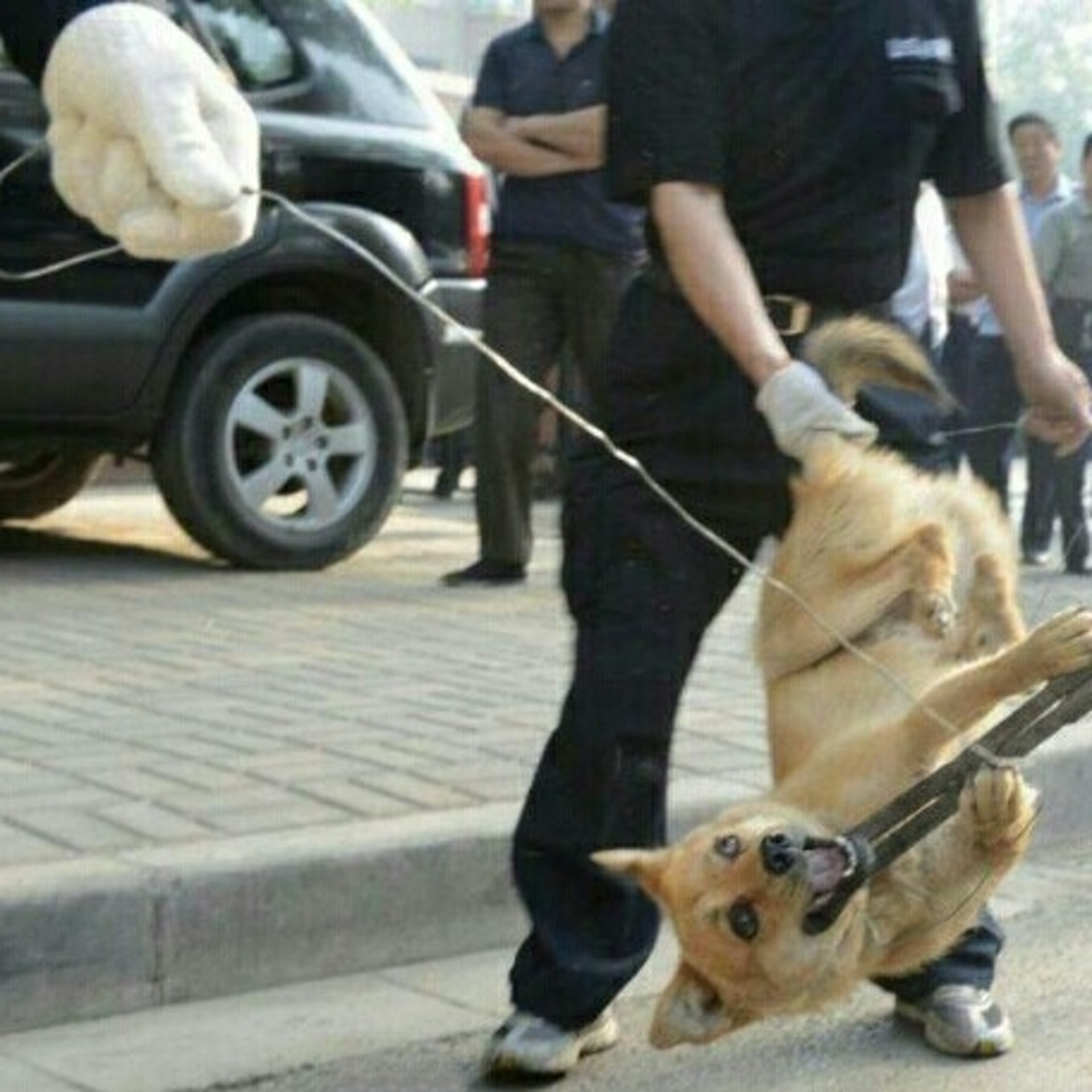 武漢肺炎 03年沙士內地傳貓狗可播病毒觸發寵物災難 武漢肺炎 03年沙士內地傳貓狗可播病毒觸發寵物災難