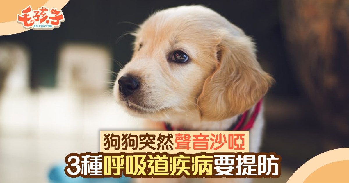 【狗健康】愛吠狗狗反常做啞巴？有可能患上這3種呼吸道疾病