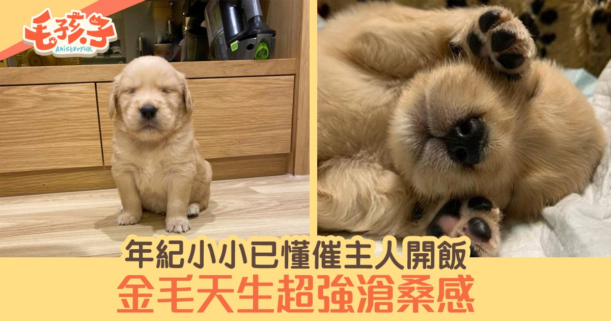混種狗原本是個小女生長大後驚變 一眉道長 香港01 寵物 混種狗原本是個小女生長大後驚變 一眉道長 香港01 寵物