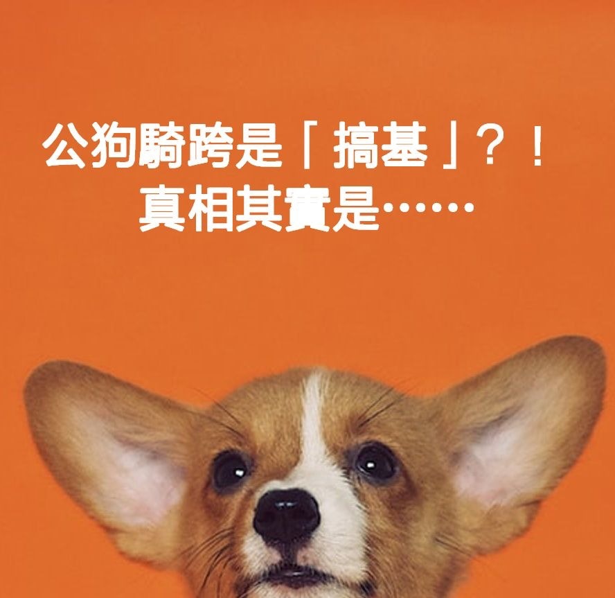 混種狗原本是個小女生長大後驚變 一眉道長 香港01 寵物 混種狗原本是個小女生長大後驚變 一眉道長 香港01 寵物