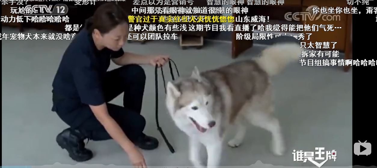 雪橇可當警犬嗎 警察挑戰用5天訓練牠們變專業結局令人爆笑 香港01 寵物