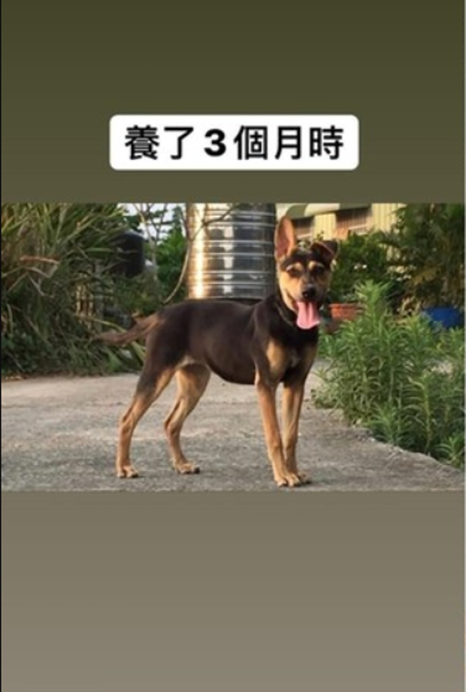 混種狗原本是個小女生長大後驚變 一眉道長 香港01 寵物 混種狗原本是個小女生長大後驚變 一眉道長 香港01 寵物