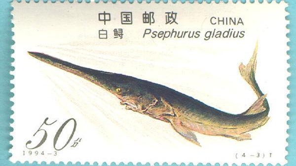 【淡水魚王】論文指長江白鱘已滅絕 IUCN中國代表處:仍需再討論 【淡水魚王】論文指長江白鱘已滅絕 IUCN中國代表處:仍需再討論