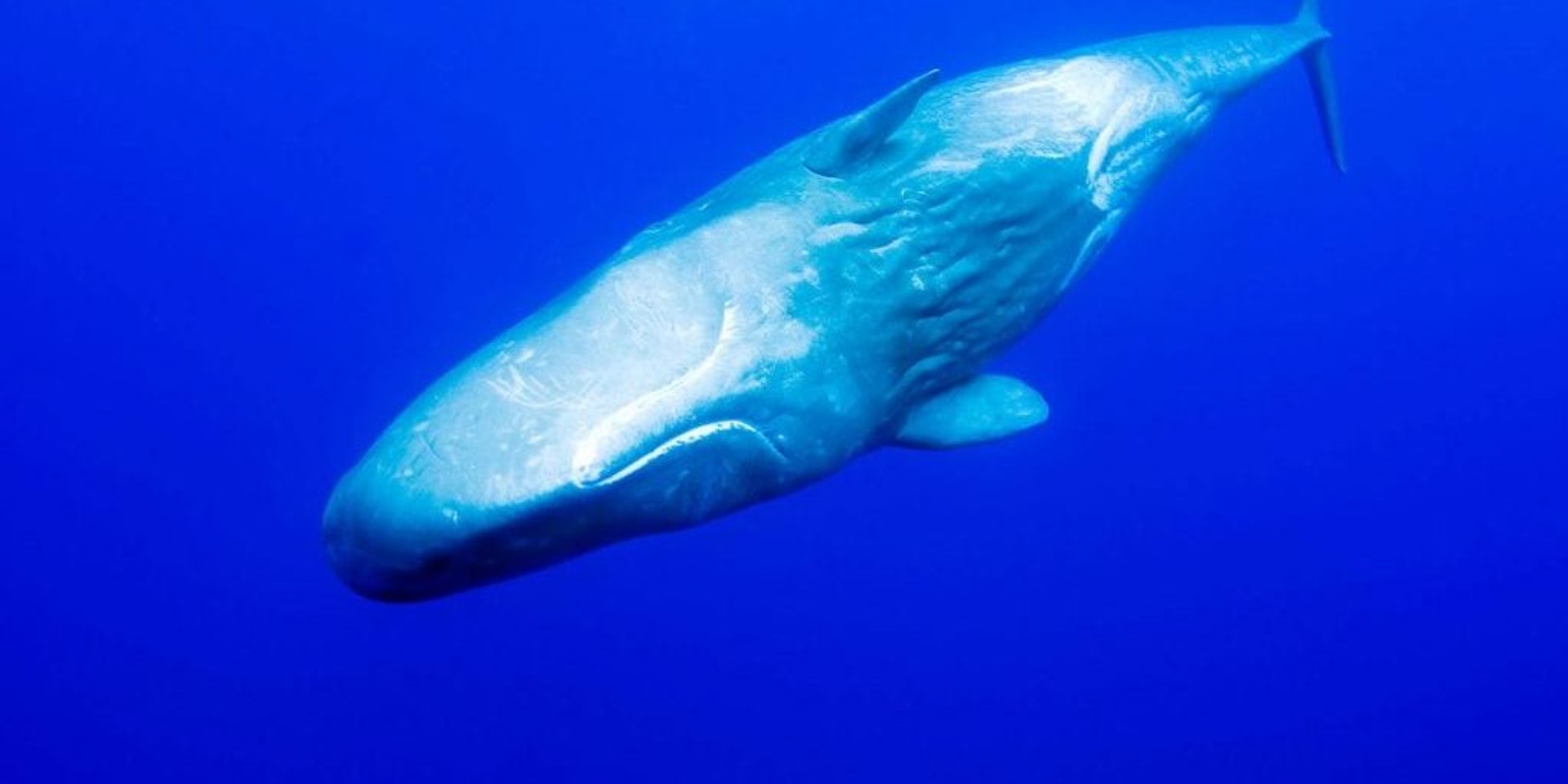 海豚保育是一份重要的工作。(Whale and Dolphin Conservation) 海豚保育是一份重要的工作。(Whale and Dolphin Conservation)