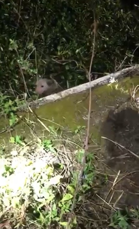 (Facebook@毛孩守護者) (Facebook@毛孩守護者)