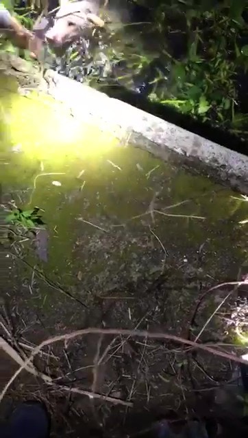 義工嘗試伸手救援。(Facebook@毛孩守護者) 義工嘗試伸手救援。(Facebook@毛孩守護者)