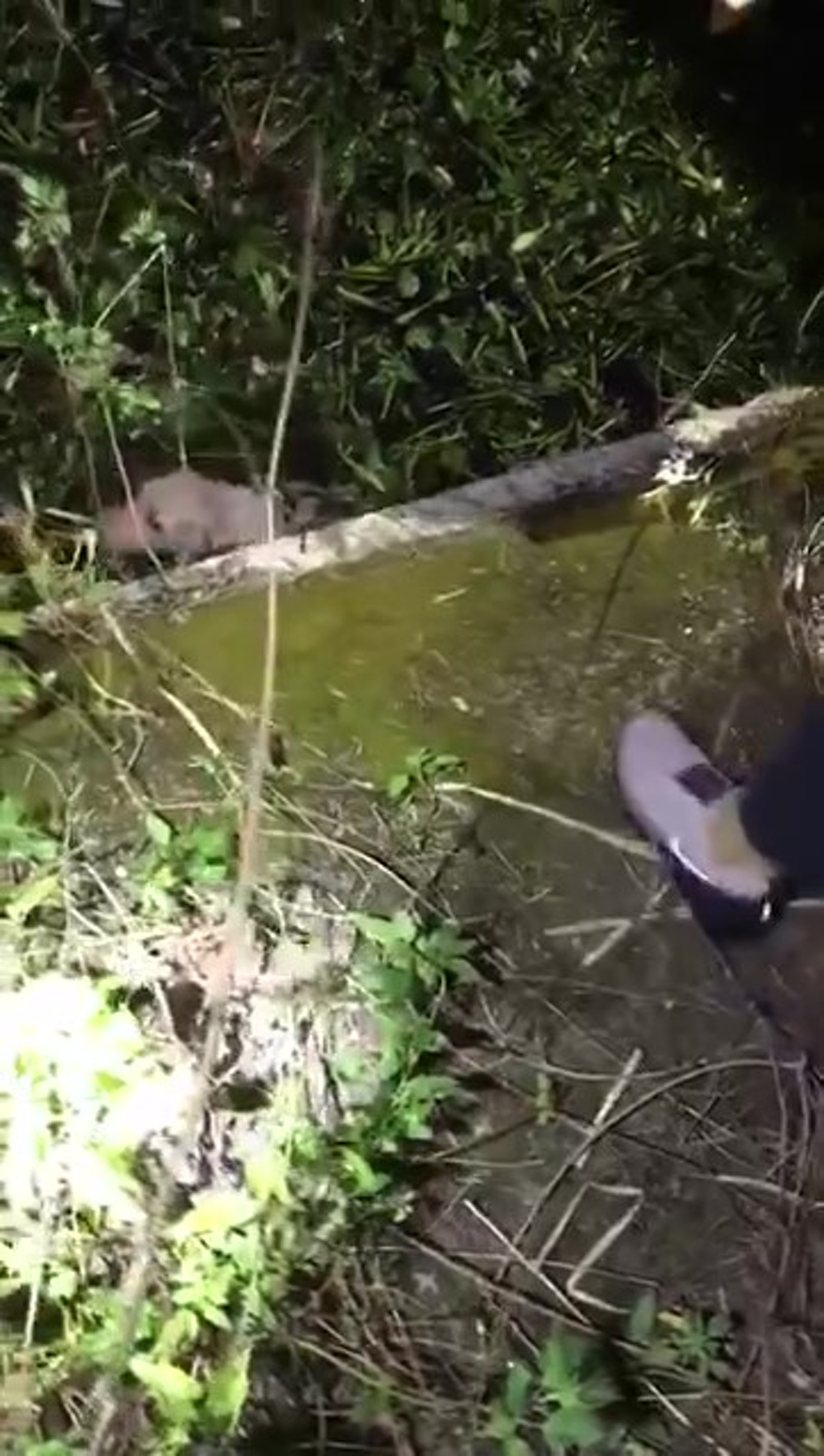 「毛孩守護者」於除夕夜接報,指上水有唐狗被困池塘。(Facebook@毛孩守護者) 「毛孩守護者」於除夕夜接報,指上水有唐狗被困池塘。(Facebook@毛孩守護者)