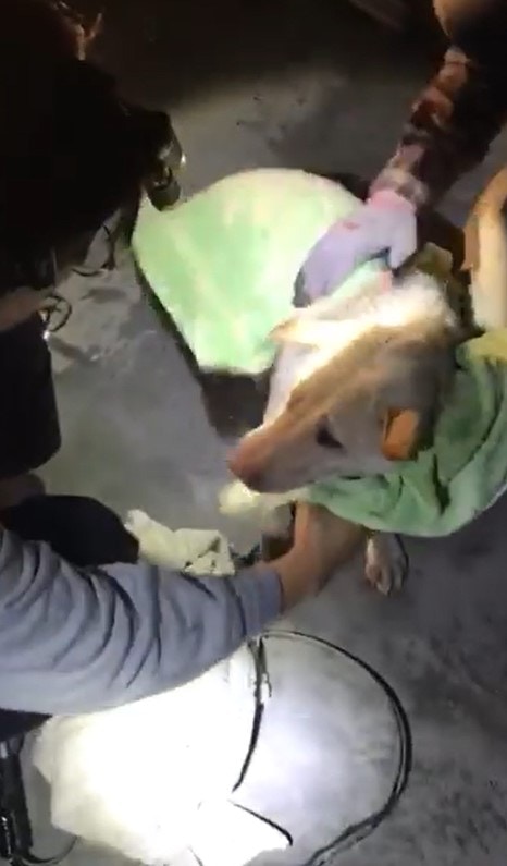 白狗當時已嚴重失溫。(Facebook@毛孩守護者) 白狗當時已嚴重失溫。(Facebook@毛孩守護者)